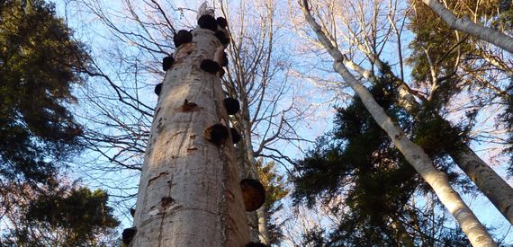Frauen wald reife im Im wald